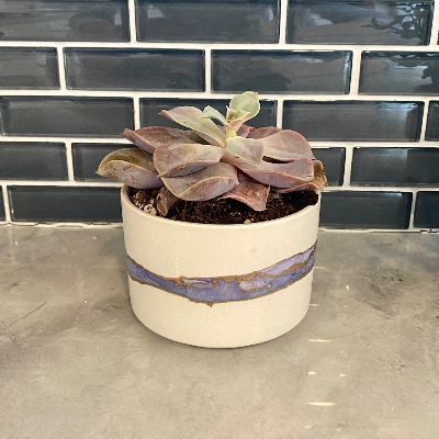 Hand Inked Planter With Succulent