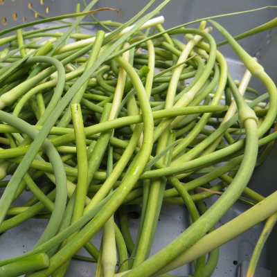 Garlic Stems (Scapes)