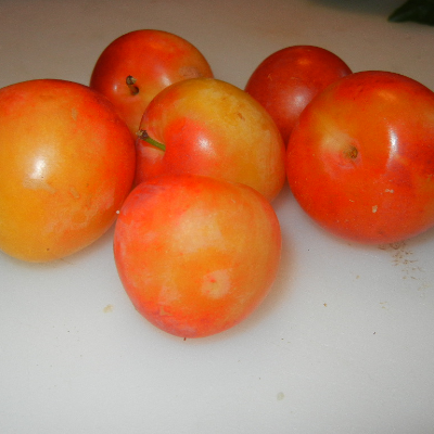 Early Gold Plums