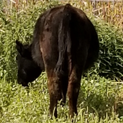 Grass Fed, Grass Finished Beef