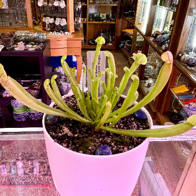 Pitcher Plant