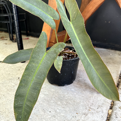 Philodendron Atabapoense