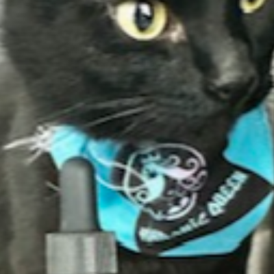 Khronic Queen Cbd 500 Mg Pet Oil