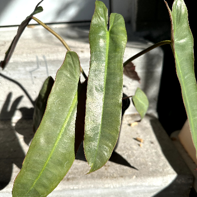 Philodendron Atabapoense