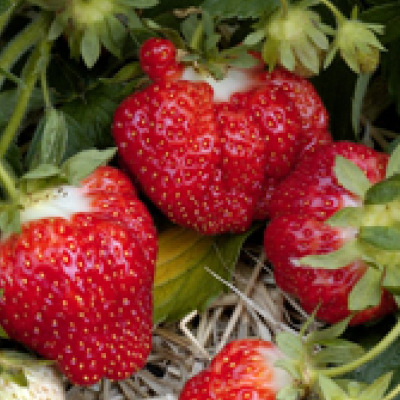 Chandler (Super Sweet) Strawberries