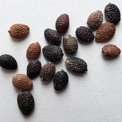 Maypop Seeds (Passiflora Incarnata)