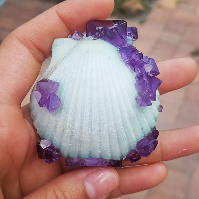 Crystallized Scallop Shell With Purple Amethyst-Like Crystals