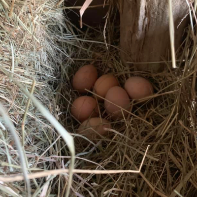 Pasture Raised Eggs