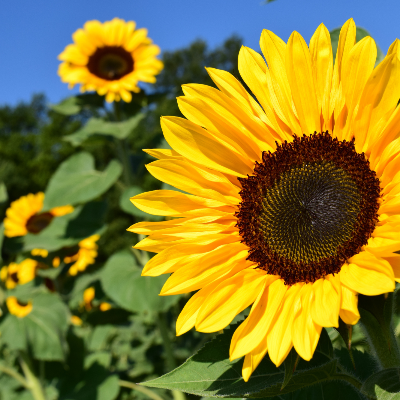 Cut Sunflower Stems