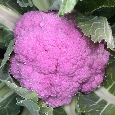 Cauliflower