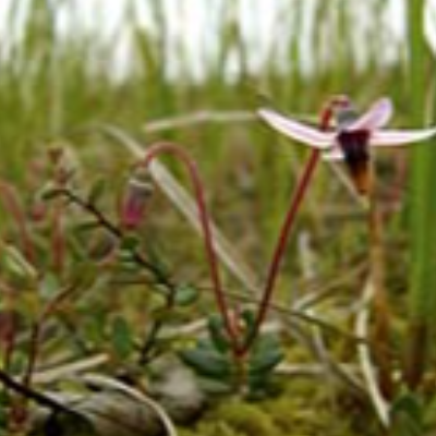 Cranberry Blossom Honey