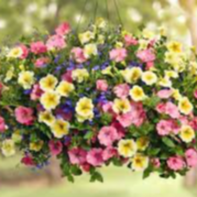 Flower Hanging Baskets