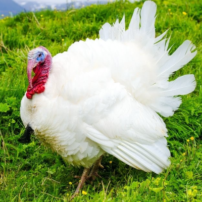 Reserve Turkey