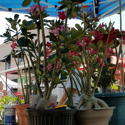 Tropical Herbs And Spice Plants