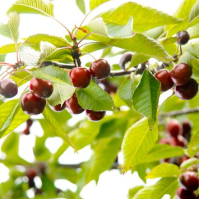 Sour Cherries
