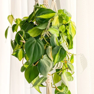 Philodendron Trailing & Hanging Baskets