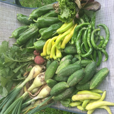 Heirloom Tomatoes And Peppers