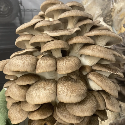Black Pearl King Oyster Mushrooms