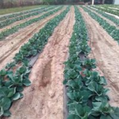 Chinese Cabbage Blues