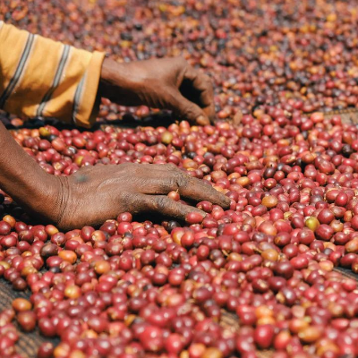 Ethiopia Guji Gelana Abaya 12 Oz