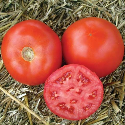 Tomatoes