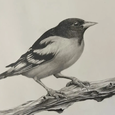 "Bird" - Original Drawing