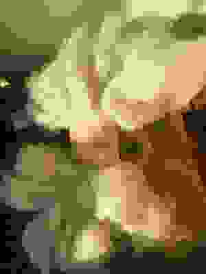 Undyed Mohair Roving