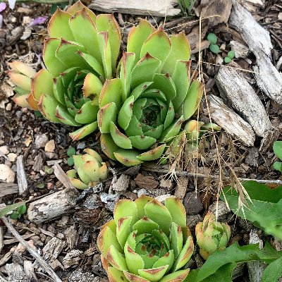 Hen And Chicks