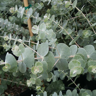 Eucalyptus