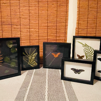 Assorted Fl Native Plant And Butterfly Frames