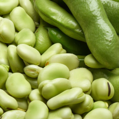 Fava ( Mediterrenian Fava Bean Pure)