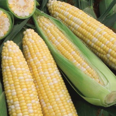 Super Sweet Obsession Corn