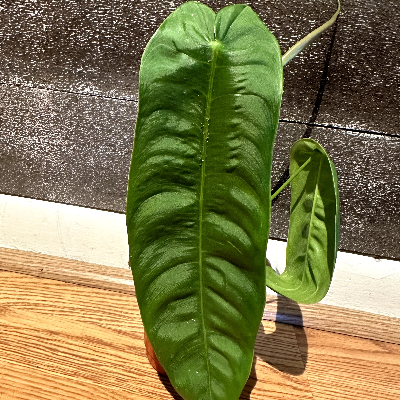 Philodendron Sharoniae