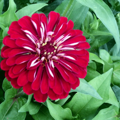 Zinnia Plant