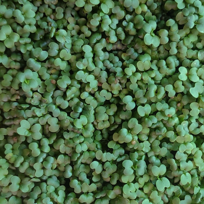 Live Wasabi Mustard Microgreens