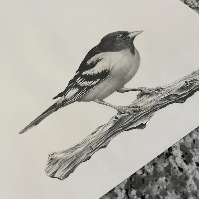 "Bird" - Original Drawing