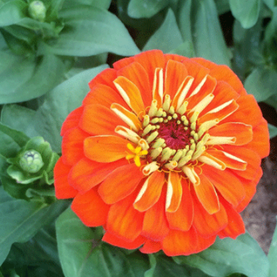 Zinnia Plant