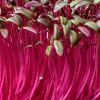 Microgreens
