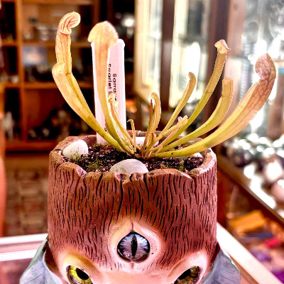 Pitcher Plant