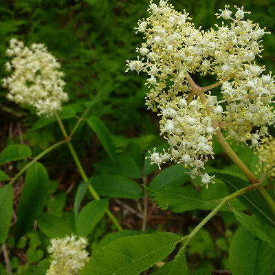 Fresh Edible Wildflowers