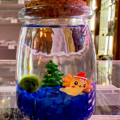 Marimo Moss Balls