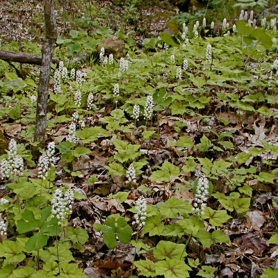 Foamflower (Tiarella Cordifolia)