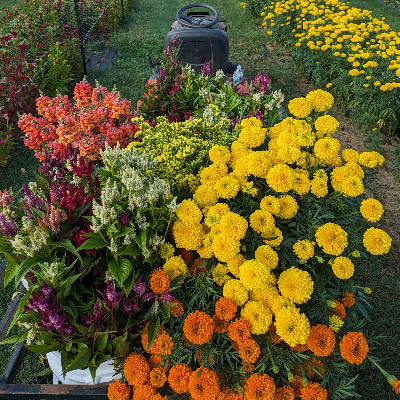 Cut Flower Bouquets & Arrangements
