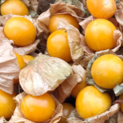 Seedling: Ground Cherry