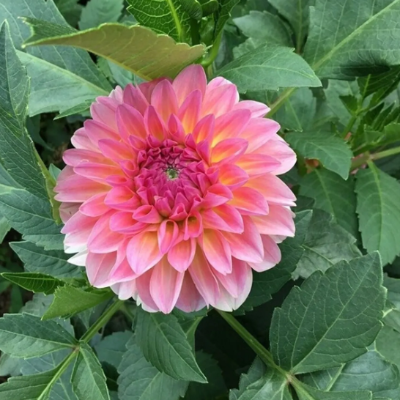 Sprouted Dahlia Tubers