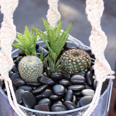 Macrame Plant Hangers