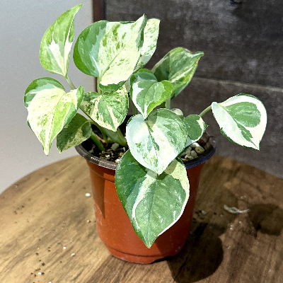 Manjula Pothos