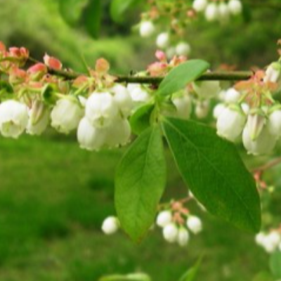 Blueberry Blossom Honey