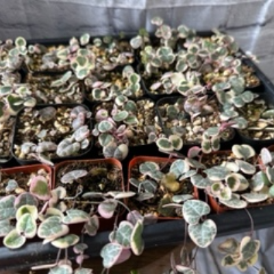 Variegated String Of Hearts