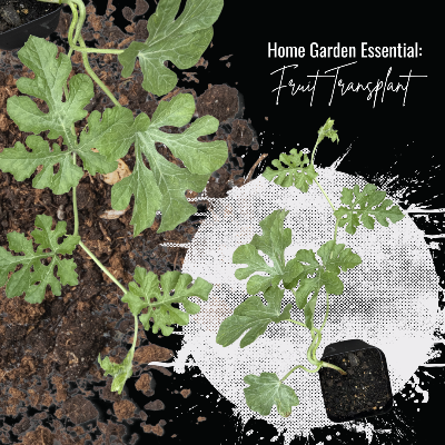 Plants - Ready To Transplant - Vegetable, Herb, Or Fruit Plant